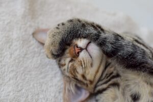 chat sans problèmes de sommeil