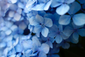 hortensia bleu