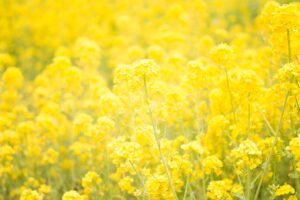 champs de fleurs jaunes